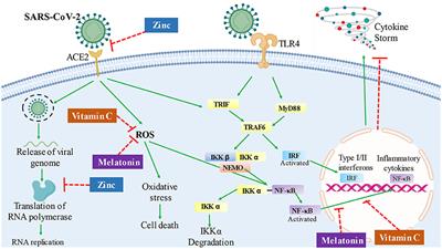 Melatonin, Zinc, and Vitamin C: Potential Adjuvant Treatment for COVID-19 Patients